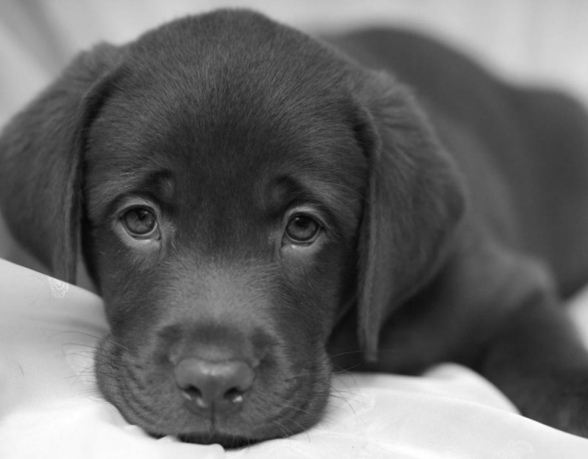 Cani e corsi, quali scegliere?